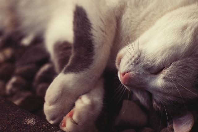 Get your beauty sleep! Photo via Flickr under Creative Commons license