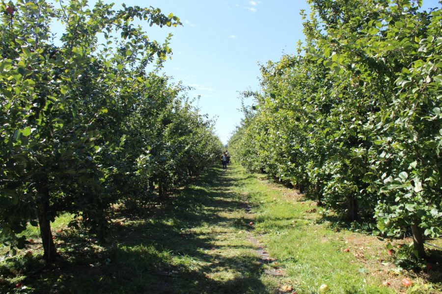 What Makes Solebury Orchards So Popular?