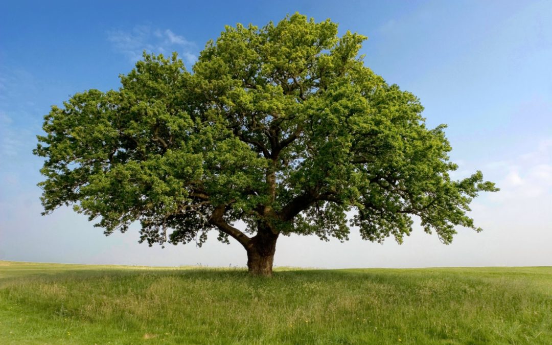 Urban Forests: A Tree’s Transformative Power