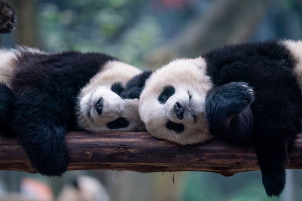 Navigation to Story: Peace with Pandas